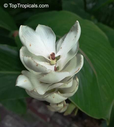 Alpinia purpurata (Red Ginger Lily) | Top Tropicals Plant Encyclopedia