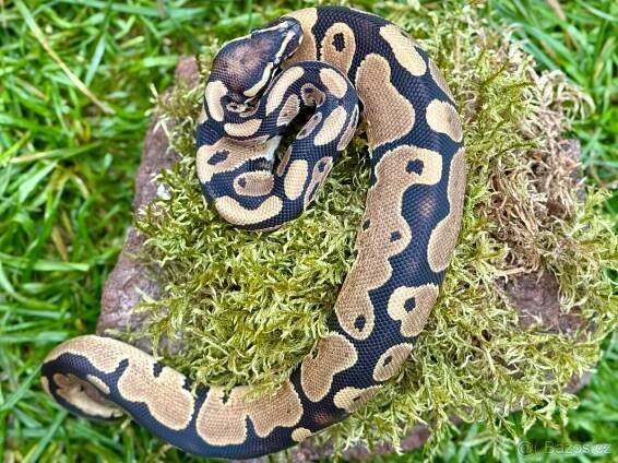Krajta královská- Python regius