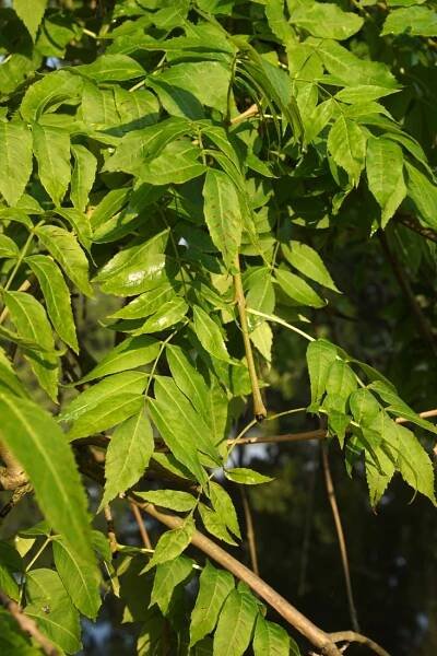 jasan ztepilý ´Pendula´ | Pražská příroda