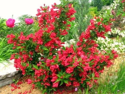 Weigelie RED PRINCE