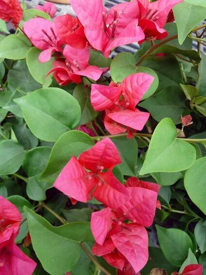 'Juanita Hattan' Bougainvillea