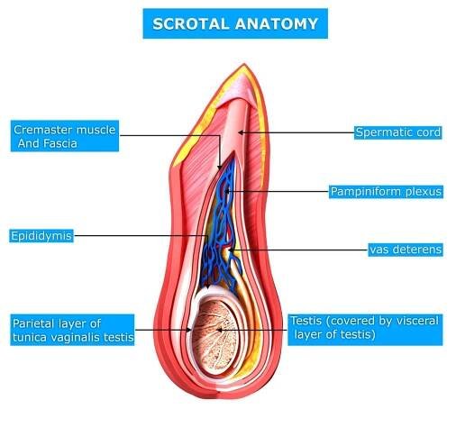 Reproductive Scrotal layers