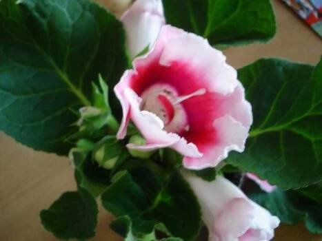 gesneriaceae, podpětovité, saintpaulia, STREPTOCARPUS | pěstování a množení