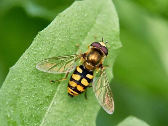 Hoverfly fly on a green plant. Eupeodes corollae