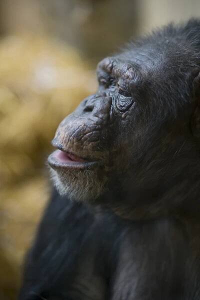Nature_Gorilla