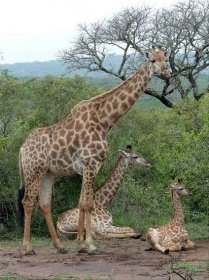 Počty žiraf v přírodě v roce 2020