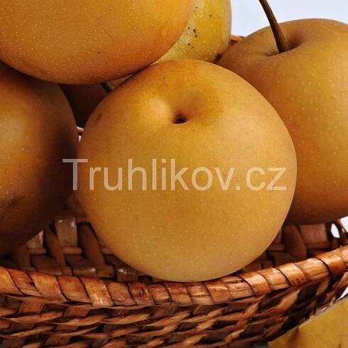 Hrušeň asijská 'Kumoi' prostokořenné, zákrsek, zimní, SAMOSPRAŠNÁ