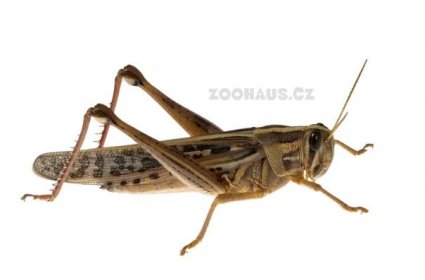 Saranče stěhovavá - Locusta migratoria adult, 100ks