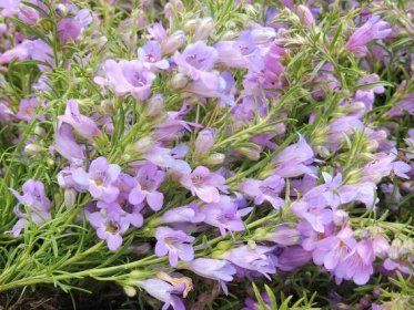Penstemon crandallii subsp. glabrescens - dračík Zahradnictví Krulichovi - zahradnictví, květinářství, trvalky, skalničky