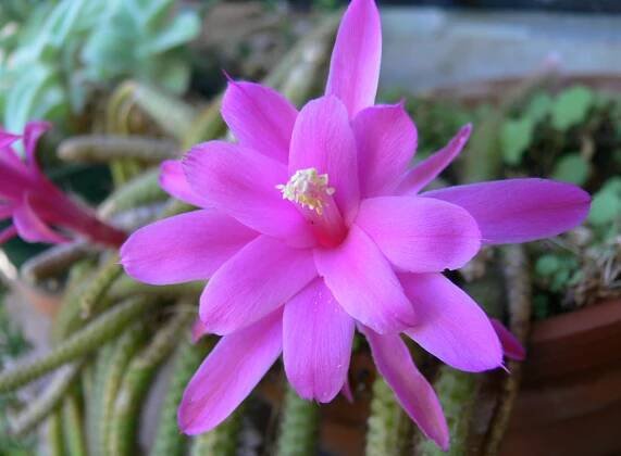 Aporocactus flagelliformis