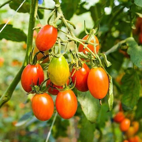 BIO Rajče Blush - Solanum lycopersicum - bio semena - 6 ks
