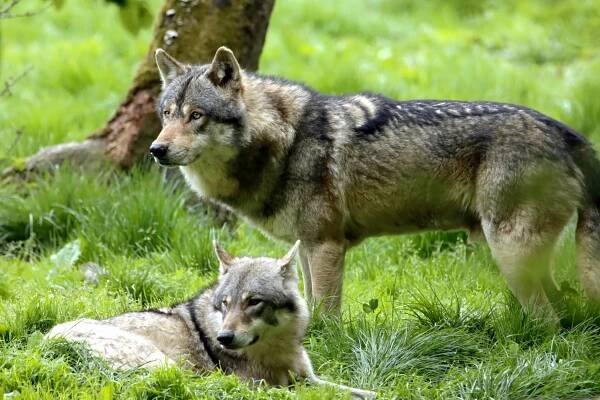 Základová fotografie na téma balit, bdělý postoj, canis lupus, chování zvířat, denní světlo, detail, divočina, divoká zvířata