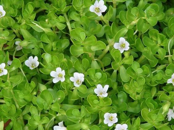 Brahmi - Bacopa monnieri is good for Brain