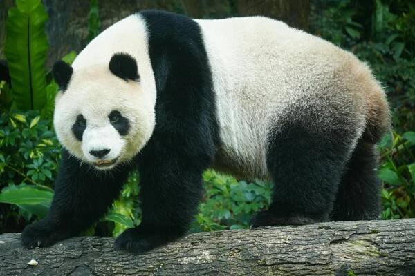 bezplatná Panda velká stojí na kládě v bujné tchajwanské zeleni a předvádí svou charakteristickou černou a bílou srst. Základová fotografie