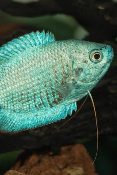 A Powder Blue Gourami In Its Tank