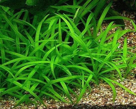 Sagittaria subulata Šipka rostliny in vitro pro akvárium, porce 5 sazenic