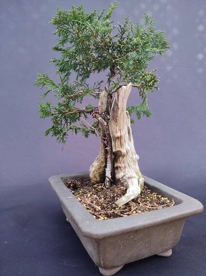 Bonsai Boarding - Gardens at Cheshire