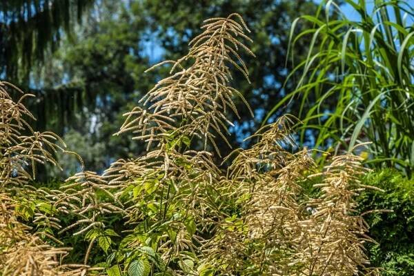 Wald-Geißbart (Aruncus dioicus) So schön ist diese Staude