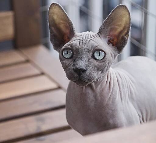 Cat breeds that don't shed - The Long Whiskers