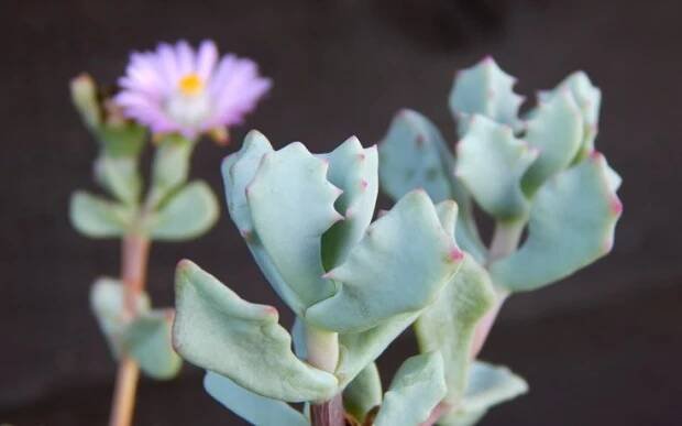 Oscularia deltoides