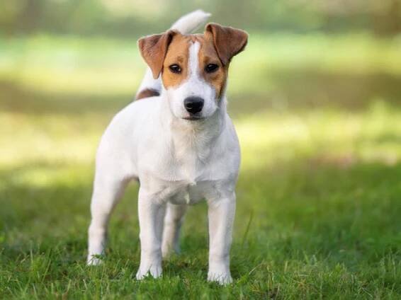 Jack Russell teriér