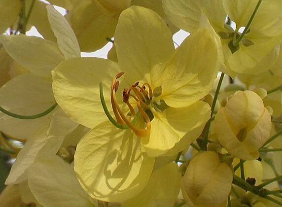 Golden tree (Cassia fistula) | Feedipedia