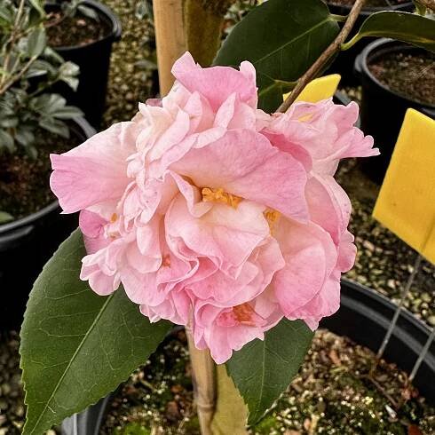 Camellia x ‘High Fragrance’