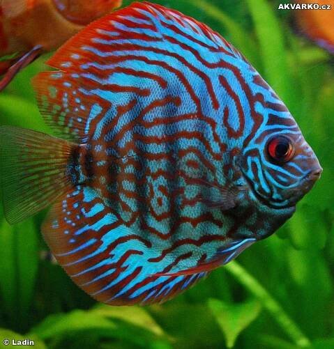Tyrkys Red