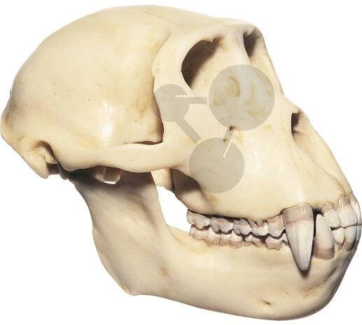 Srovnání anatomie