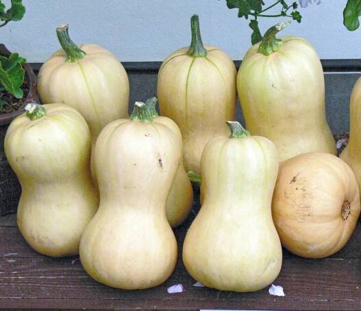 Tykev muškátová Butternut