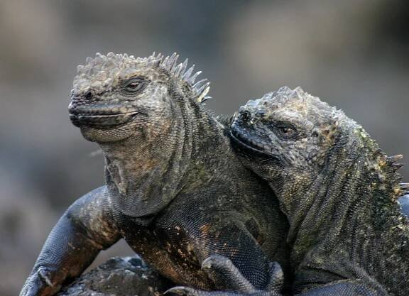 Soubor:Galápagos marine iguana.jpg