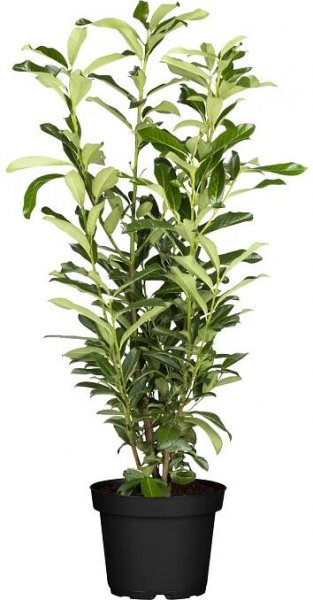 Landgard Bobkovišeň lékařská (Prunus laurocerasus) "Genolia" 80-100cm, 5l, 45 ks nakoupit u OBI