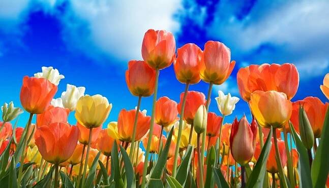Jak na jaře pěstovat tulipány? - Divid