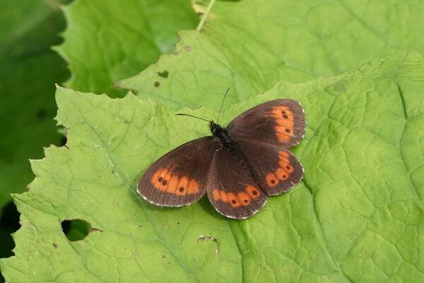 Okáč rosičkový (Erebia medusa)