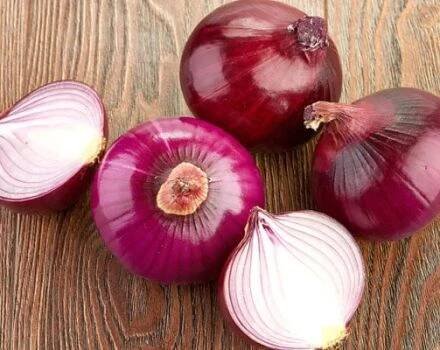 Péče a pěstování fialové a červené cibule, výhody a škody, kdy sklízet a jak skladovat