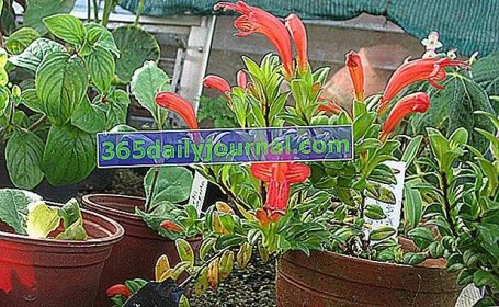 Aeschynanthe (Aeschynanthus), kvetoucí závěsná pokojová rostlina