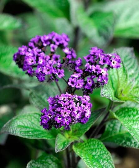 heliotropium arborescens marine heliotrope flowers flowering