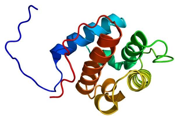 Calponin