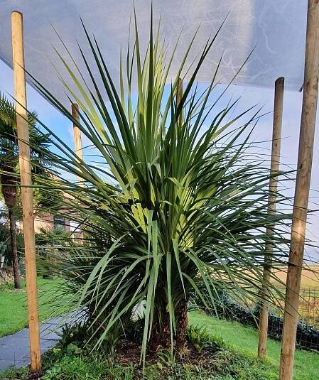 Cordyline Australis instagram @dave.vos140269