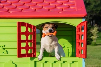  Pes v boudě s hračkami.