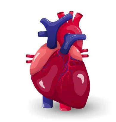 anatomie lidského srdce. lékařské vzdělání. - dolní dutá žíla stock ilustrace