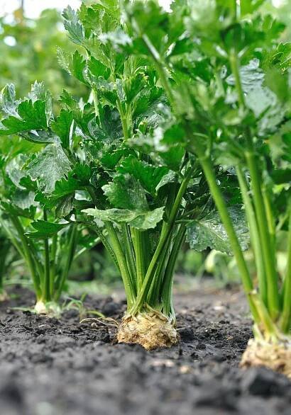 detail celerové plantáže - celery plant - stock snímky, obrázky a fotky