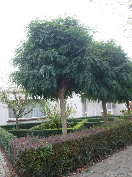 Trnovník akát Umbraculifera (Robinia pseudoacacia)