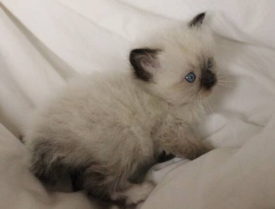 Aspen Ragdolls Gallery