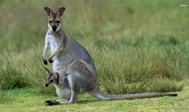 Wallaby Wonderland - Cairns Australia
