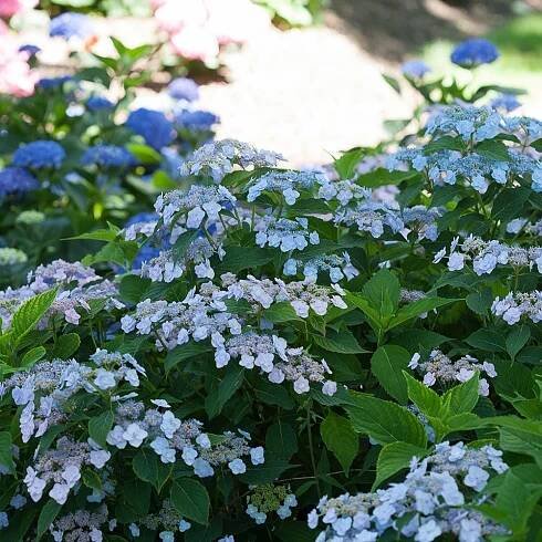Hydrangea serrata Tiny Tuff StuffTM