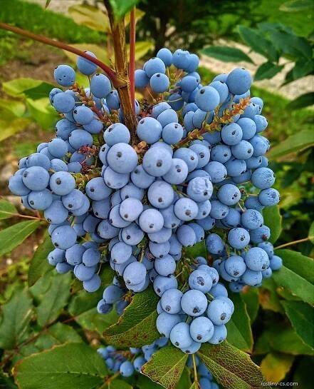 Mahonie cesmínolistá (Mahonia aquifolium)
