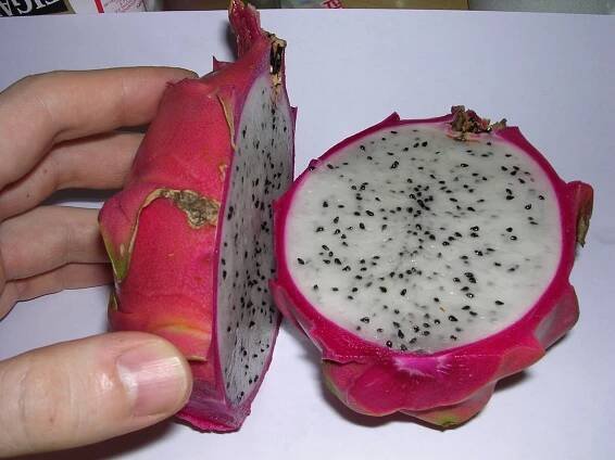 Pitaja