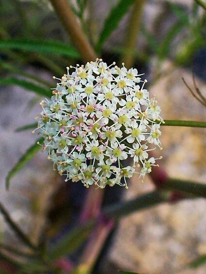 Cicuta virosa - Wikimedia Commons