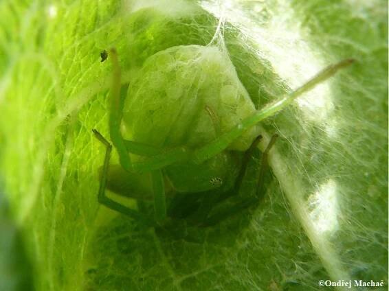 Micrommata virescens - maloočka smaragdová | Sparassidae - maloočkovití | Natura Bohemica
